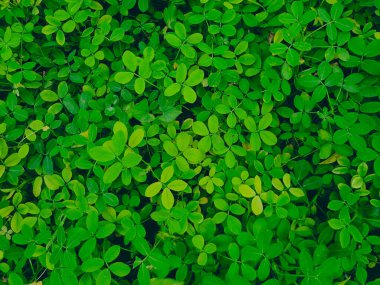 Küçük yeşil yapraklar arkaplan, çevre ve ekolojik kalıp.