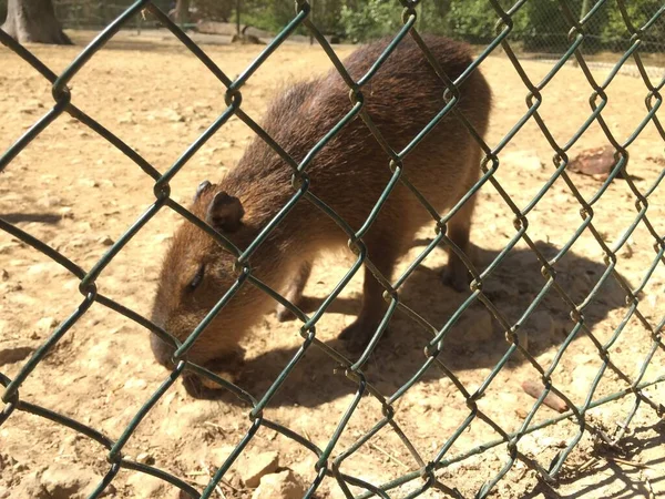 Capybara Dans Zoo — стоковое фото