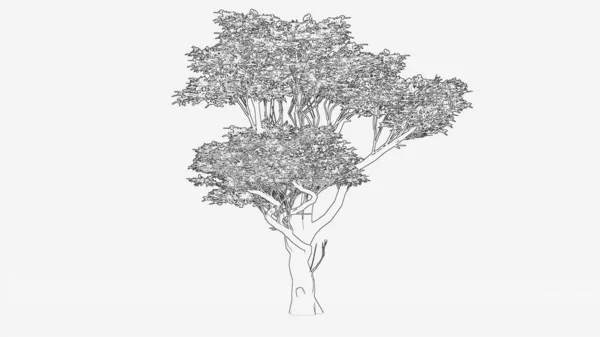 Szkic Drzewa Azjatyckiego Izolowane Białym Tle — Zdjęcie stockowe
