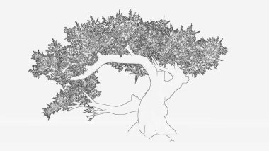 Jeffrey Pine taslağı. Jeffrey Pinus çizgi sanatı. Jeffrey Pine Çizgisi