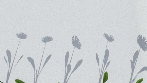 抽象的なシルエットシャドウ 自然の葉と壁に落ちる花の植物の白い背景 熱帯の葉の透明なぼやけの影 朝の太陽の光 — ストック動画