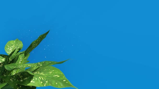 Animowana Gałąź Liście Wietrze Niebieskim Tle Keying Zielone Tło Zielonym — Wideo stockowe