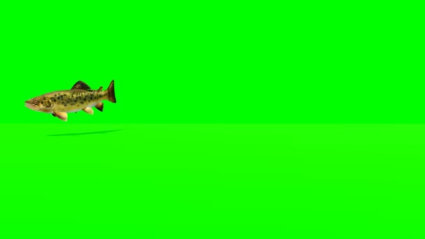 Video Animato Schermo Verde Pesci Trota Marroni — Video Stock