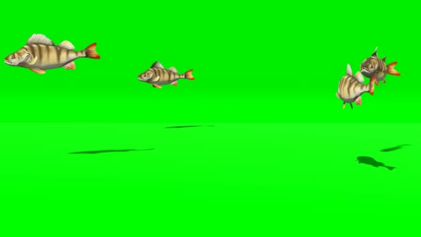 Анимационный Зеленый Экран Видео Окуня Рыбы — стоковое видео