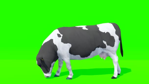 Krowa Czarno Biały Animacja Zielony Ekran — Wideo stockowe