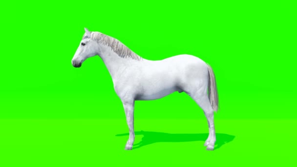 Vit Häst Grön Skärm Animation — Stockvideo