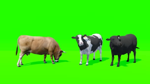 Vacas Animacion Animacion Animal Pantalla Verde — Vídeo de stock