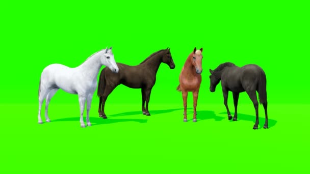 Grön Skärmbild Grupp Hästar — Stockvideo