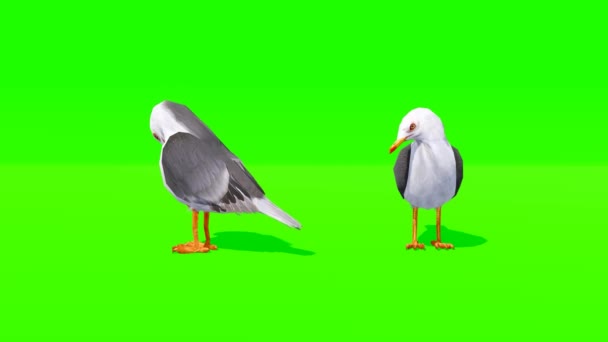 Πρασινο Βιντεο Των Doves — Αρχείο Βίντεο