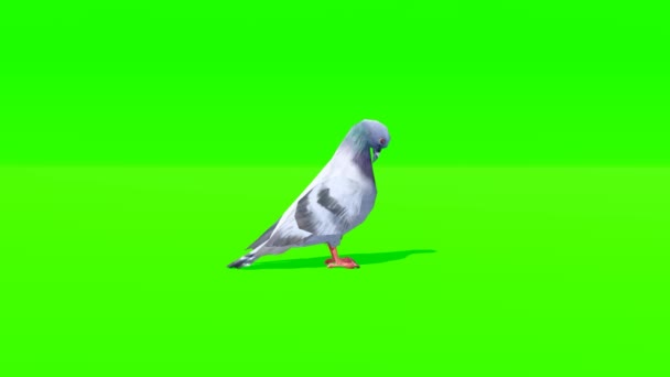 Video Escrito Verde Doves — Vídeo de Stock