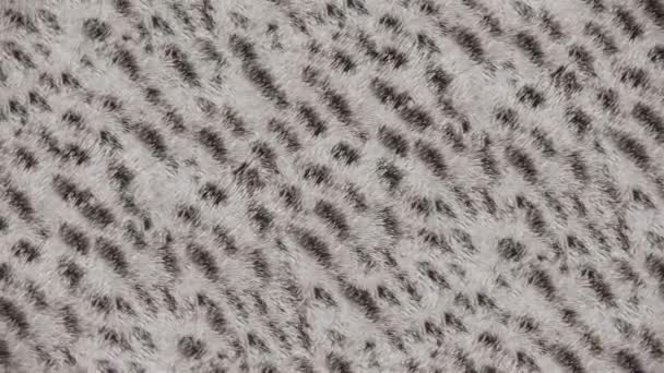 豹纹动物皮革无缝设计 — 图库视频影像