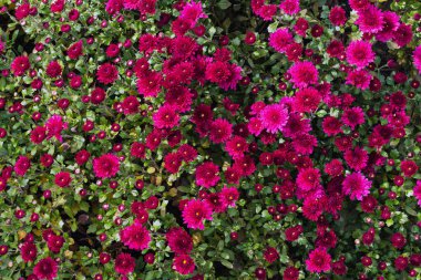 Güzel pembe bir kasımpatı çalısı