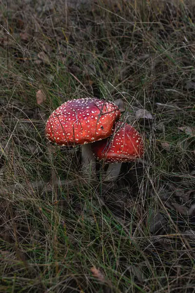 Poisonous mushrooms growing in the woods