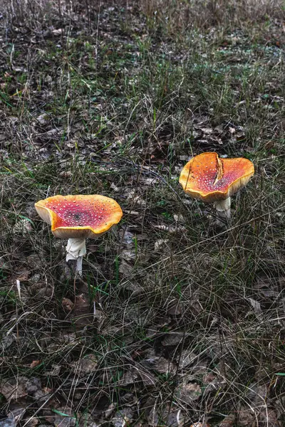 Ormanda yetişen zehirli mantarlar.