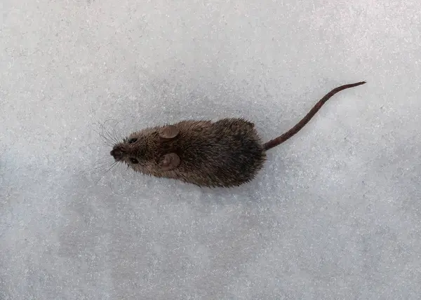 Field mouse in the snow. Little mouse. Field rodent