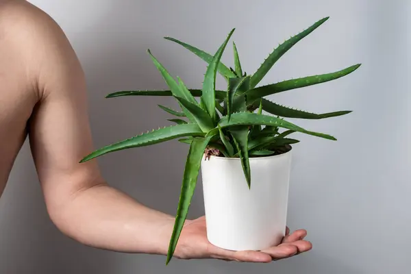 Cilt bakımı, Aloe Vera tabanlı ürünler, temiz cilt, cilt macunu, cilt temizleyici.