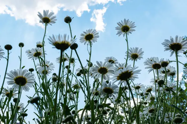 Bahçede papatya çayı. Çiçek geçmişini tebrik ederim. Papatya çiçeği tarlası. Doğada papatya çayı. Yaz günü papatya çiçekleri. Doğada güneşli bir günde papatya tarlası.