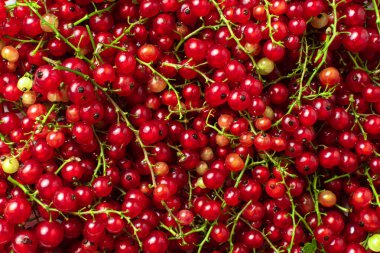 Frenk üzümü doğal arka plan duvar kağıdı. Bir sürü olgun frenk üzümü. Tarım kavramı, hasat