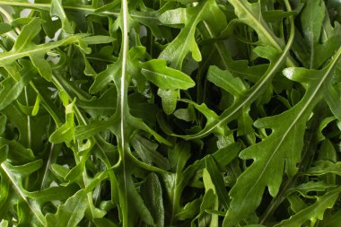 Arugula beyaz arka planda. Eruca vesicaria. Roket salatasının üst görüntüsü. Yeşil roka yaprakları beyaz arka planda izole edilmiş. Taze roka yakın plan. Çiğ ve taze roka, yeşil yapraklar, yukarıdan..