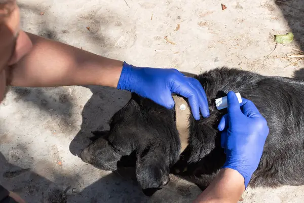 Evcil köpeğe parazit böceklerden tedavi