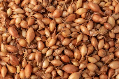 Küçük soğan seti. Genç soğan soğanları soğan setleri