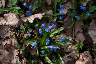 Ormandaki ilk bahar kardelenleri. Ormanda kardelen çiçekleri, güneş ışığı. İlkbaharda ilk güzel kar damlası. Yaygın bir kar tanesi çiçek açıyor. Bahar ormanlarında Galanthus Nivalis çiçek açtı.