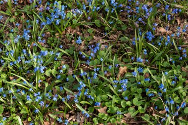 Ormandaki ilk bahar kardelenleri. Ormanda kardelen çiçekleri, güneş ışığı. İlkbaharda ilk güzel kar damlası. Yaygın bir kar tanesi çiçek açıyor. Bahar ormanlarında Galanthus Nivalis çiçek açtı.