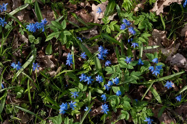 Ormandaki ilk bahar karları..