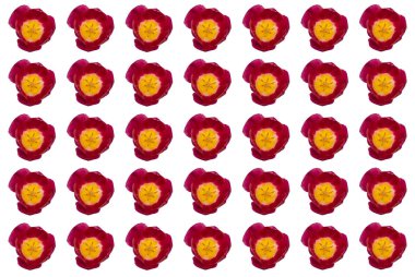 Arkaplan Resmi Olarak İzole Lale Deseni.