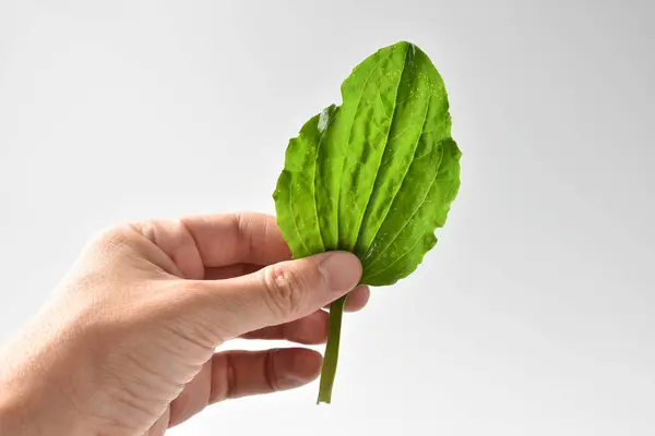 Beyaz arkaplanda el yapımı muz yaprağı.