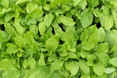 Bahçedeki bir tarlada taze kuş yaprakları yetişiyor..