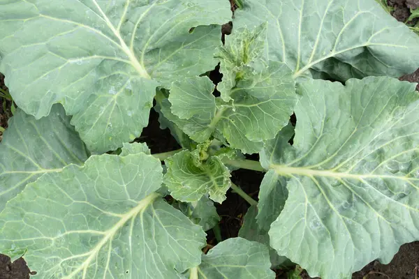 Beyaz lahana yetiştirmek. Lahana yetiştirme koçanı