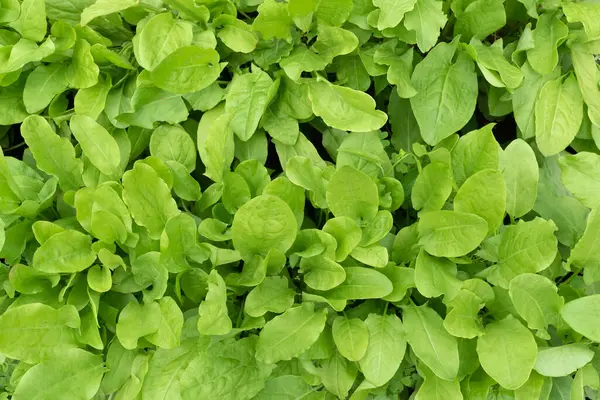 Bahçedeki bir tarlada taze kuş yaprakları yetişiyor..