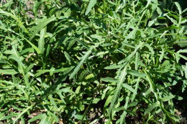 Arugula bitkisi. Bahçede doğal olarak roka yetişiyor..