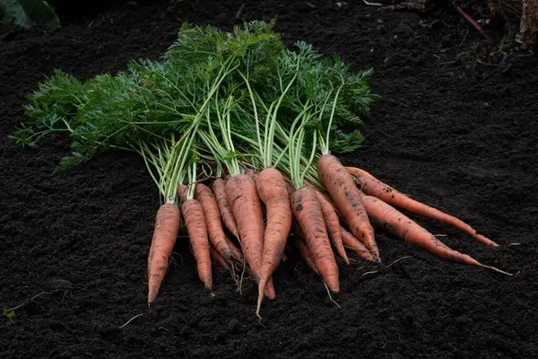 Zeminde çiğ havuç var. Sebze bahçesinden yeni toplanmış yeşil uçlu organik havuçlar.