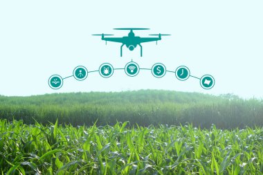 Bir mısır tarlasında insansız hava araçlarının kullanımının gösterimi