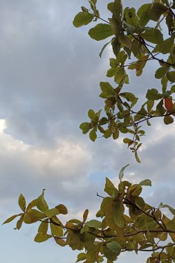 Güzel botanik fotoğrafı, doğal duvar kağıdı.