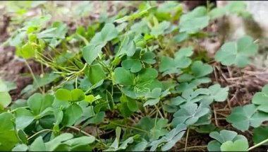 Bahçede yeşil yapraklar