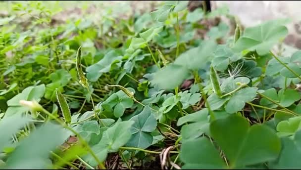 Zelené Listy Zahradě — Stock video