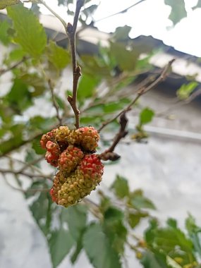 Güzel botanik fotoğrafı, doğal duvar kağıdı.