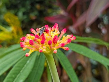 Çiçekteki güzel kelebek
