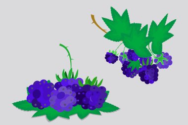 Böğürtlen ve beyaz bir arka plan üzerinde izole yaprakları. Vektör çizim