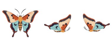 Beyaz arkaplanda tasvir edilen üç pozda parlak kelebek veya güve temsili. Tasarım projeleri için mükemmel