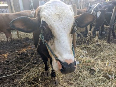 Bir inek ya da boğa boğa.