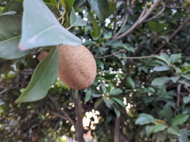 Bir manilkara zapota meyvesi. Ayrıca sapodilla, sapote, chicoo, chicle, naseberry veya nispero olarak da bilinir.