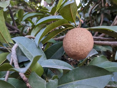 Bir manilkara zapota meyvesi. Ayrıca sapodilla, sapote, chicoo, chicle, naseberry veya nispero olarak da bilinir.