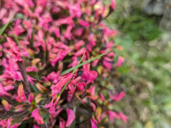 Alternatif fikre yakın çekim