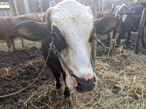 Bir inek ya da boğa boğa.