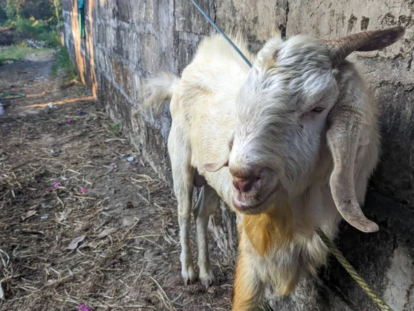 Keçi ya da kapra hircus.