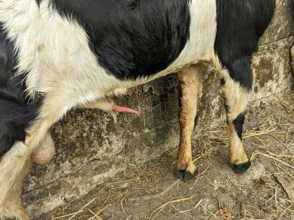 A goat with erect penis